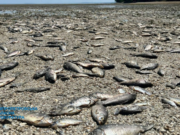 Підрив Каховської ГЕС: втрачено понад 11 тисяч тонн риби