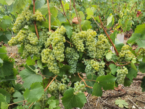 У Франції стартує збір винограду: у Шампані прогнозують урожайний рік