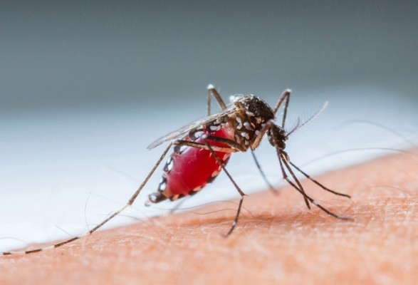 ВООЗ попереджає про можливий рекорд випадків лихоманки денге на тлі глобального потепління