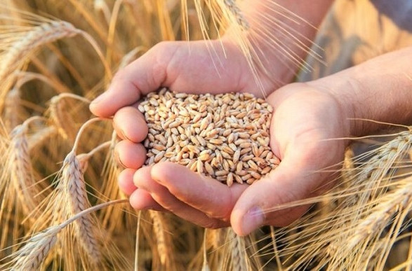 Податківці Одещини озвучили вимоги до експортерів зерна