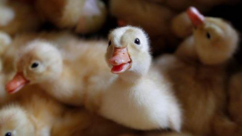 У Франції розпочали кампанію із вакцинації качок від пташиного грипу. Країни-імпортери ввели обмеження на вакциновану птицю