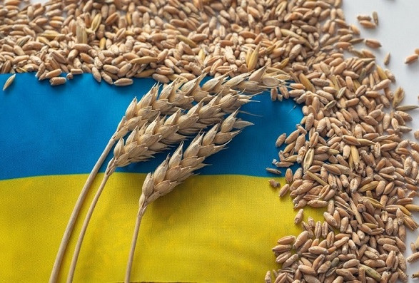 Жнива-2023: в Україні намололи 52,5 млн тонн нового врожаю