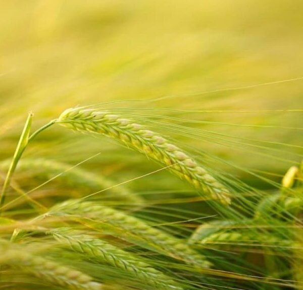 Glendeal – сучасний агромаркетплейс для українських фермерів