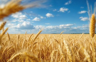 В Україні знизились експортні ціни на пшеницю: скільки&hellip;