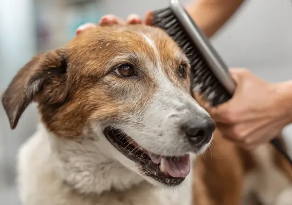 Грумінг котів і собак з чутливою шкірою: вибір&hellip;