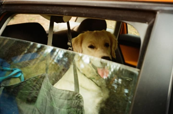 Україна синхронізувала законодавство про благополуччя тварин з правилами ЄС: рішення Ради