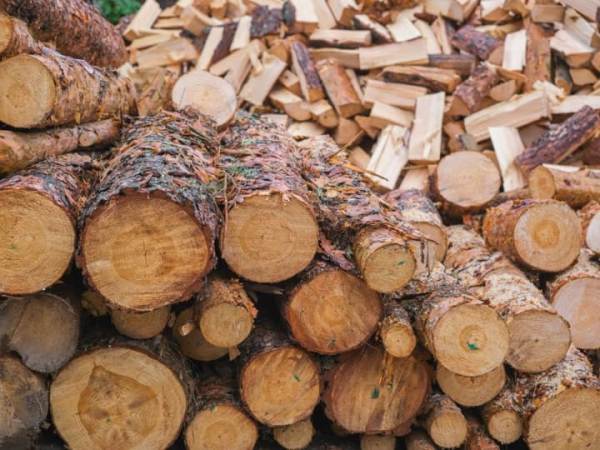 Безпідставна закупівля деревини на 1,6 млн грн: ексдиректору "Лиманського лісгоспу" повідомлено про підозру