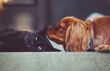 кіт, собака