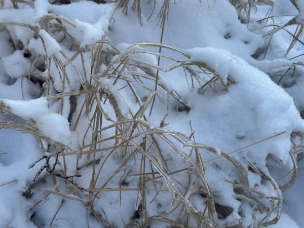 Україну накриє похолодання до -16 градусів, але потім прийде потепління: прогноз на 26 січня