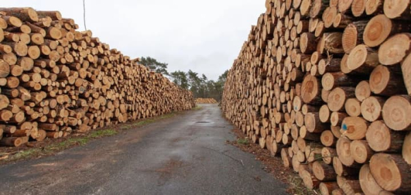 Уряд продовжив обмеження експорту лісу та металобрухту до кінця 2026 року 