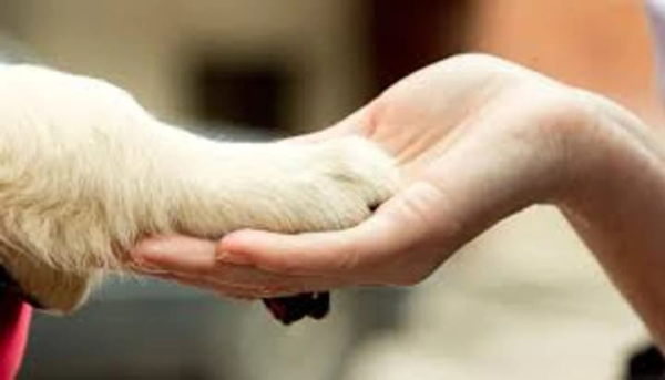 Зоопсихолог: хто це і коли потрібна допомога? 9