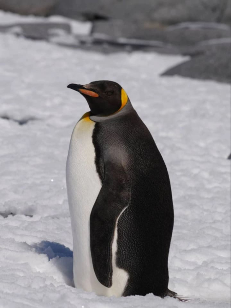 Поруч з "Вернадським" в Антарктиді зафіксували рідкісного імператорського пінгвіна. 4