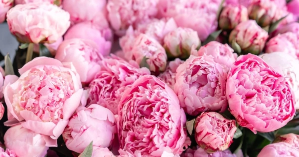 Мова квітів: символічний букет для Дня Святого Валентина 9