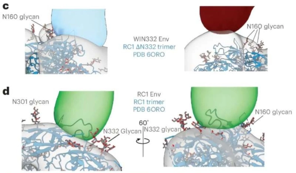Антитіла, що нейтралізують, після єдиної дози: науковці створили перспективну ВІЛ-вакцину з винятковим ефектом. 2