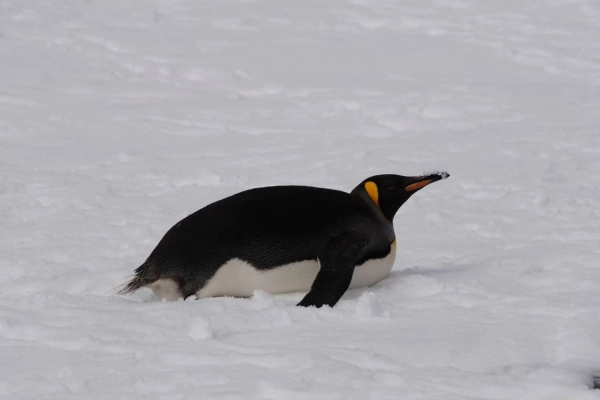 Поруч з "Вернадським" в Антарктиді зафіксували рідкісного імператорського пінгвіна. 3