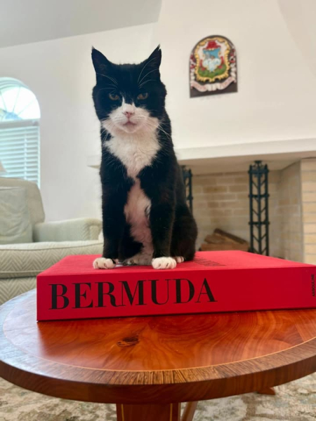 Ексголовний котолов МЗС Британії, Палмерстон, відійшов у засвіти на Бермудах.