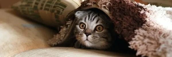 Знімаємо стрес у ваших чотирилапих: ветеринарні поради для спокою улюбленців 7