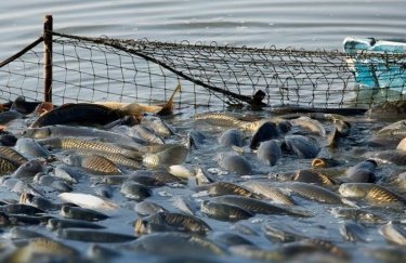 Збройні Сили України замовлятимуть більше вітчизняної риби 10
