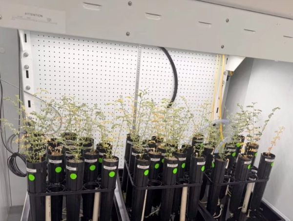 Вчені виростили нут на Місяці: крок до майбутніх космічних польотів 6