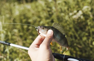 Нерест 2026: Як рибалити без штрафів та заборон