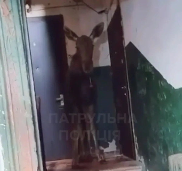Велетенський лось увірвався до київської багатоповерхівки: як його випровадили додому