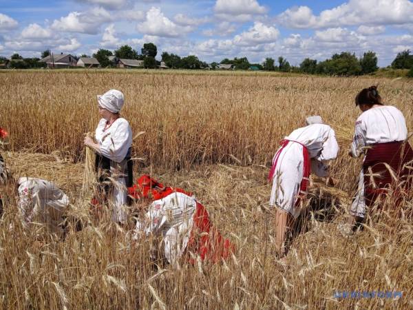 "Зажинки": як перші колоски задають тон для різдвяного дідуха 21 "Зажинки": як перші колоски задають тон для різдвяного дідуха 21
