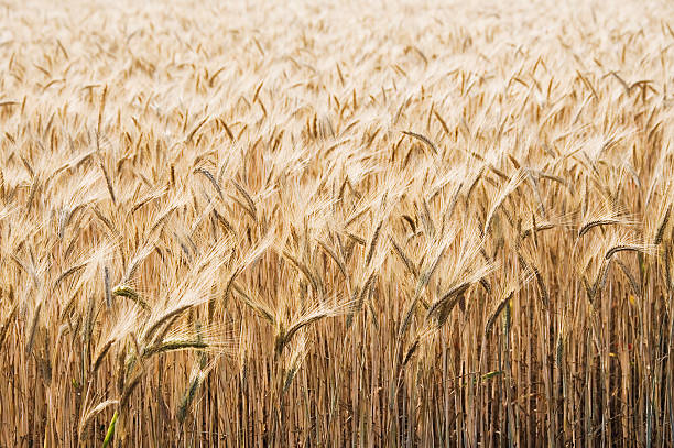 Новий сорт яблук від USDA: стійкий до морозів та шкідників 5
