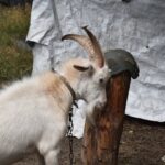 Цап Борька