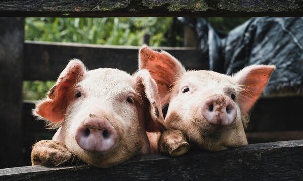 KSG Agro наростила прибуток учетверо, попри падіння виручки
