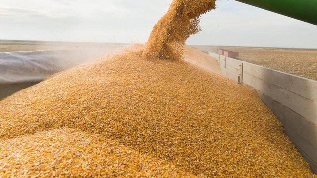 З окупованих територій очікують майже 9,3 мільйона тонн зерна та олійних 4