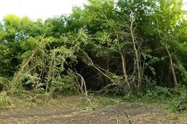 Ліс повертає собі українське село: приголомшливі кадри з покинутого обійстя 4