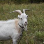 Цап Борька