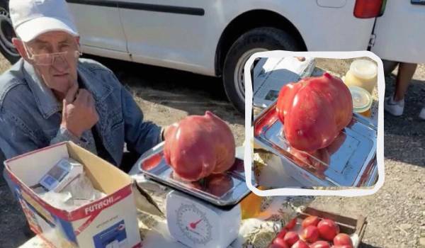 Український городник виростив гігантський помідор, вражаючи його вартістю 5