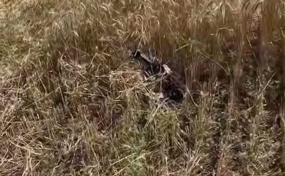 На прифронтових полях: фермери долають небезпеки й збирають урожай 2