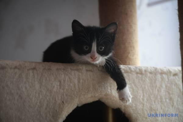 Миколаївська силачка рятує чотирилапих: дивовижна історія незламної жінки 12 Миколаївська силачка рятує чотирилапих: дивовижна історія незламної жінки 12