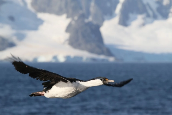 31-ша Українська антарктична експедиція успішно дісталася станції "Академік Вернадський" 47