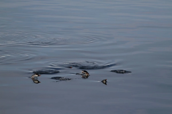 31-ша Українська антарктична експедиція успішно дісталася станції "Академік Вернадський" 46