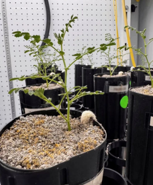 Вчені виростили нут на Місяці: крок до майбутніх космічних польотів 4