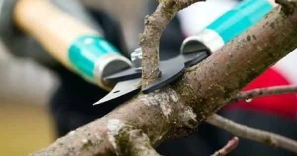 Як правильно обрізати дерева для максимального врожаю: ключові поради садівникам 5 Інструменти для обрізки саду