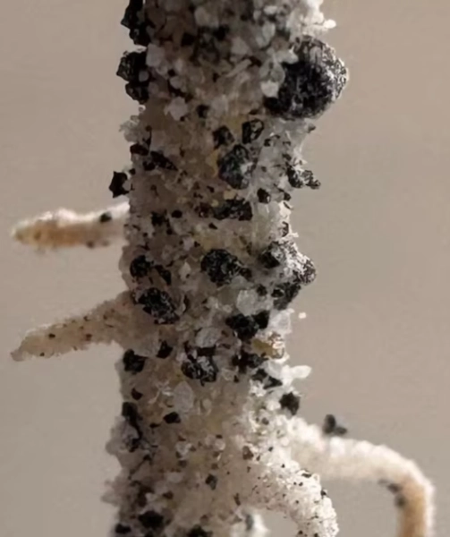 Вчені виростили нут на Місяці: крок до майбутніх космічних польотів 3