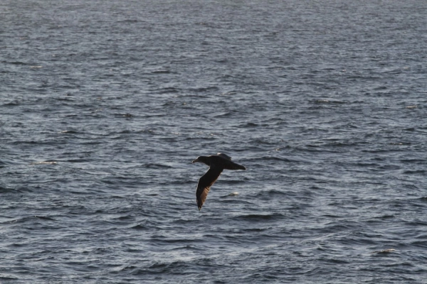 31-ша Українська антарктична експедиція успішно дісталася станції "Академік Вернадський" 49