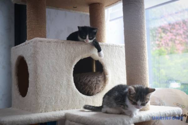 Миколаївська силачка рятує чотирилапих: дивовижна історія незламної жінки 15 Миколаївська силачка рятує чотирилапих: дивовижна історія незламної жінки 15