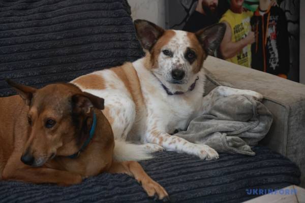 Миколаївська силачка рятує чотирилапих: дивовижна історія незламної жінки 13 Миколаївська силачка рятує чотирилапих: дивовижна історія незламної жінки 13