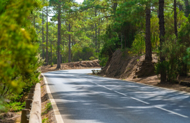 дорога, ліс