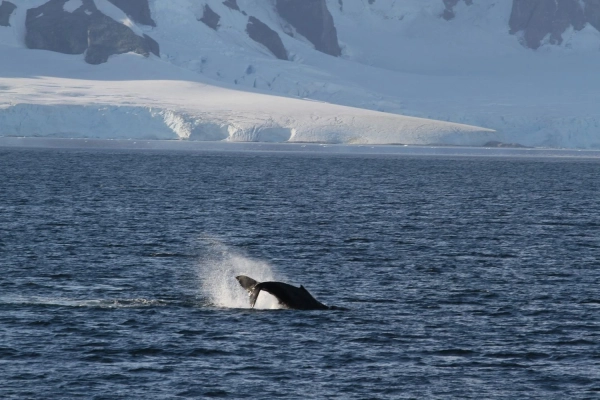31-ша Українська антарктична експедиція успішно дісталася станції "Академік Вернадський" 52