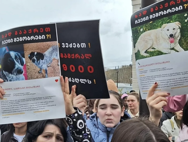 У Грузії відбувся масштабна акція проти жорстокої програми вилову бездомних собак