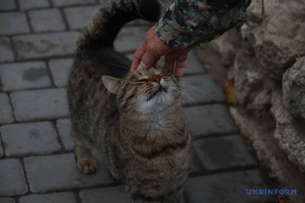 Миколаївська силачка рятує чотирилапих: дивовижна історія незламної жінки 10 Миколаївська силачка рятує чотирилапих: дивовижна історія незламної жінки 10